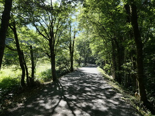 Serene Forest Path Illuminated by Sunlight and Greenery