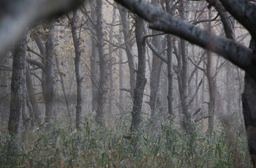 Misty forest with bare tree trunks in foggy autumn morning mysterious woodland atmosphere