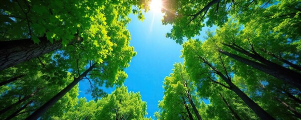 Serene high-angle view of a lush forest canopy stretching to a vibrant blue sky, sunlight dappling through leaves Perfect for nature, travel, and environmental themes , calm, amazing