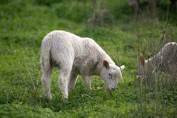 lamb