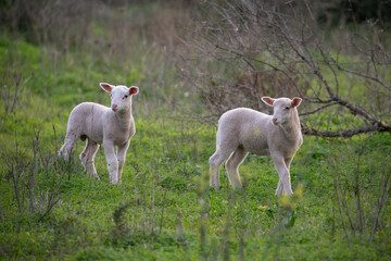 sheep and lamb