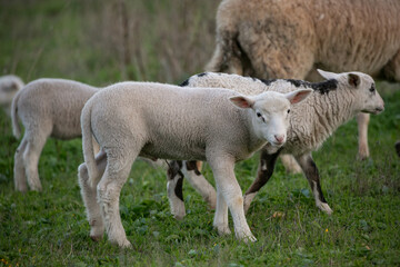 sheep and lamb