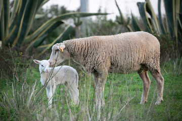 sheep and lamb