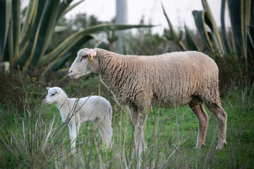 Fototapeta premium sheep on a meadow