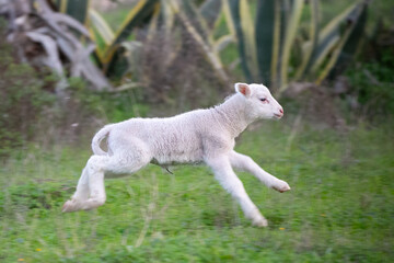 lamb in the field