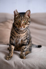 A beautiful cat with a tiger color