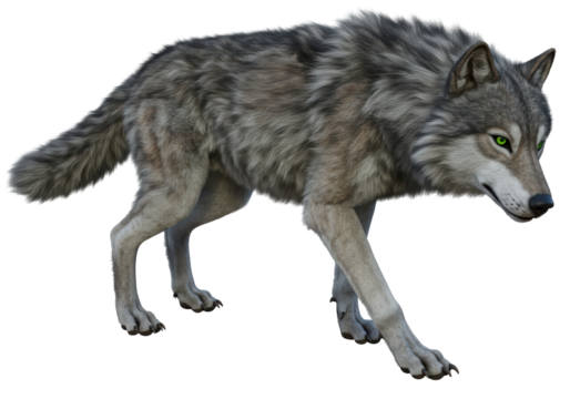 Isolated Wolf on the Prowl with Green Eyes, Gray and Brown Fur, Hunting Wild Animal