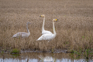 Whooper swans at the edge of a cornfield