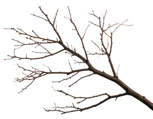 Fototapeta premium Dry tree branch isolated on transparent background
