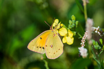 Orange Sulphur butterfly feeding at a yellow wildflower