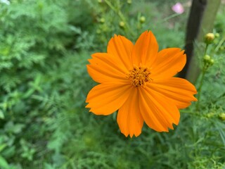 Yellow kenikir flowers in Latin 