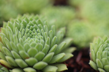 rojnik drobne rozety sempervivum zielony © Perovskia