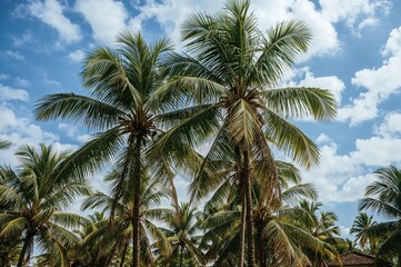 Scenic coconut palms under a bright blue sky on a clear summer morning, perfect for a relaxing holiday.
