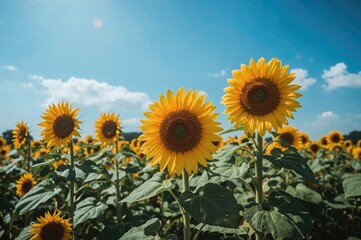 Obraz premium A meadow filled with blooming sunflowers beneath a stunning sky