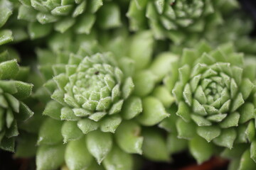 rojnik drobne rozety sempervivum zielony