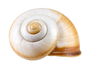 Shell of a snail isolated on transparent background