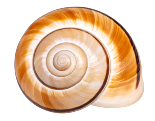 Shell of a snail isolated on transparent background
