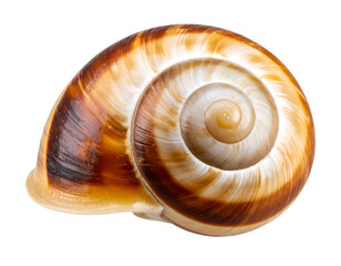 Shell of a snail isolated on transparent background