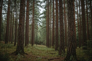 Obraz premium In a magical woodland filled with towering wooden trees, a tranquil setting provides a sanctuary for wildlife, highlighted by a detailed close-up of a solitary wasp