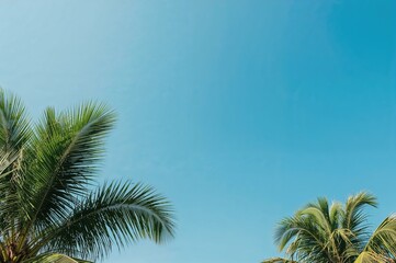 View of palm tree crowns against a clear blue sky