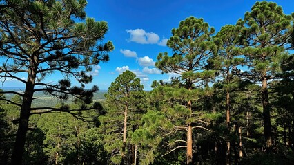 Fototapeta premium Dense pine tree canopy featuring green cones beneath a bright blue sky