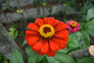 fleur de zinnia rouge vif