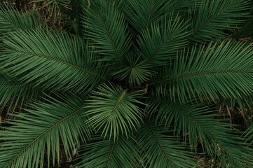 Overhead shot of Rhapis excelsa palm fronds in a garden setting, vibrant green foliage. Natural texture and background for wallpaper use.