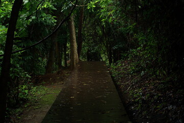 Obraz premium A wooden boardwalk winds through a dense, green forest. The path is surrounded by lush foliage and tall trees, creating a peaceful and immersive nature scene. Perfect for themes of travel, ecotourism,