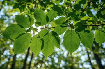 Obraz premium Upper green leaves arranged for photosynthesis
