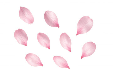 Soft pink cherry blossom petals drifting gracefully against transparent background, symbolizing delicate spring beauty