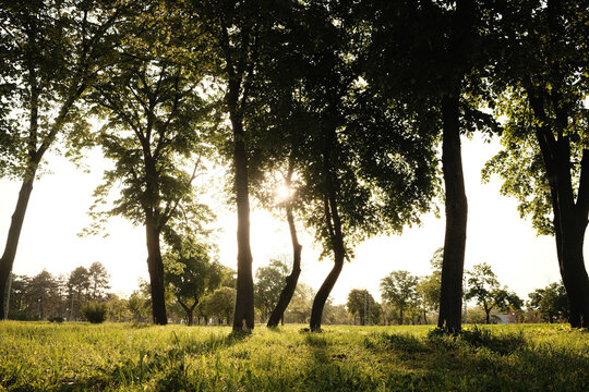 Scenic Usce park view in Belgrade, Serbia with tall trees, green grass and sunlight shining through the branches at golden hour. Peaceful and natural outdoor landscape