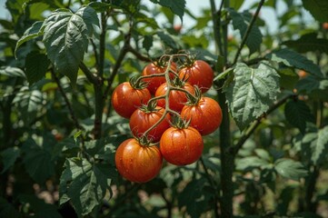 Greenhouse tomatoes ripening on the vine with a natural leafy backdrop
