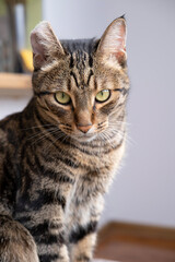 A beautiful cat with a tiger color