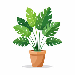 Obraz premium Zimmerpflanze