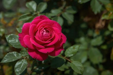 Bright fuchsia rose blossoming in full bloom