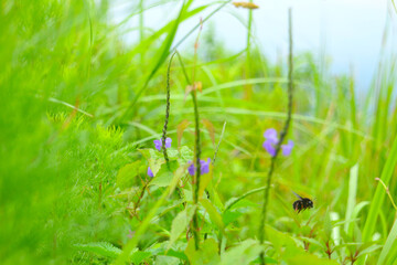 bombus rupeetris flying with beautiful views