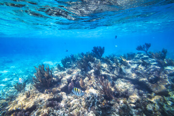 A shoal of fishes in Caribbean Sea, Mexico