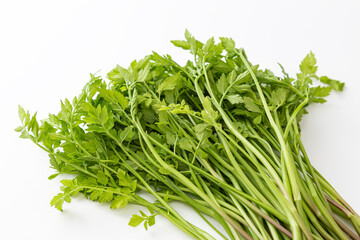 セリ　白バック