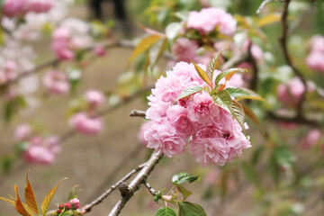 Close-up of Prunus 'Kanzan' (Kwanzan Cherry) in bloom. Deep pink double flowers in pendant clusters, a striking Japanese flowering cherry celebrated for its vibrant spring display.