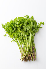 セリ　白バック