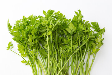 セリ　白バック