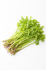 セリ　白バック