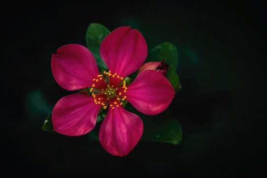 Vibrant pink Ixora Coccinea bloom set against deep green foliage, a stunning classic flower known for its healing benefits.