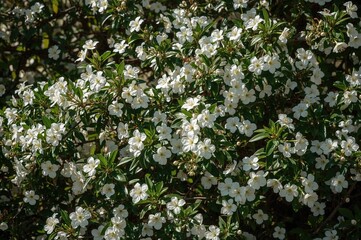 Fototapeta premium White Blossoms in a Summer Garden Setting