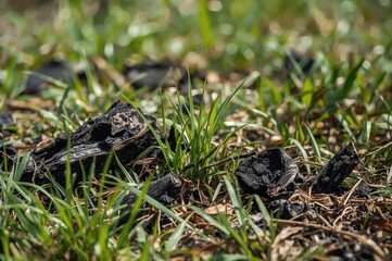 Fototapeta premium Charred wood remnants lie scattered amidst the emerging green grass