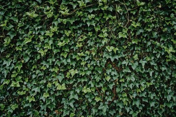 Fototapeta premium Nature Background Featuring a White Wall Covered in Ivy with Space for Text