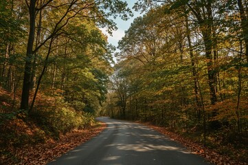 Journey across the woodland path