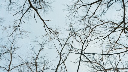 The sight of bare tree limbs stretching toward the sky