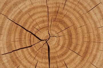 Fototapeta premium The wood's cut edges are smooth