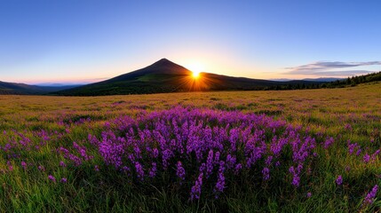 Fototapeta premium A breathtaking summer landscape showcasing a blossoming meadow at sunrise, filled with vibrant colors and tranquil scenery.